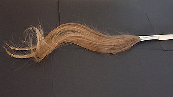 Julia Steiner's hair ina brush